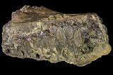 Hadrosaur Jaw Section With Tooth Battery #97048-4